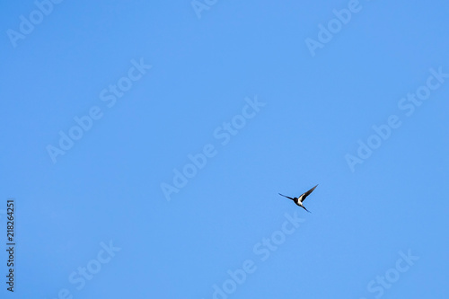 A swallow flying with blue sky in the background.