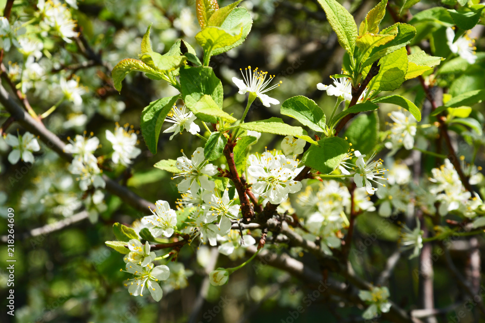 appletree, green, spring, plant, flower, tree, nature, blossom, white, garden, leaf, branch, bloom, flowers, leaves, fresh, cherry, blooming, flora, closeup, season, summer, herb, natural, bush appletree, green, spring, plant, flower, tree, nature, blossom, white, garden, leaf, branch, bloom, flowers, leaves, fresh, cherry, blooming, flora, closeup, season, summer, herb, natural, bush