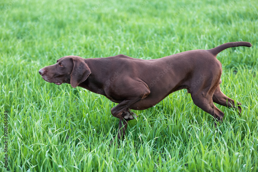 The brown hunting dog freezed in the pose smelling the wildfowl in the green grass. German Shorthaired Pointer. The brown hunting dog freezed in the pose smelling the wildfowl in the green grass. German Shorthaired Pointer.