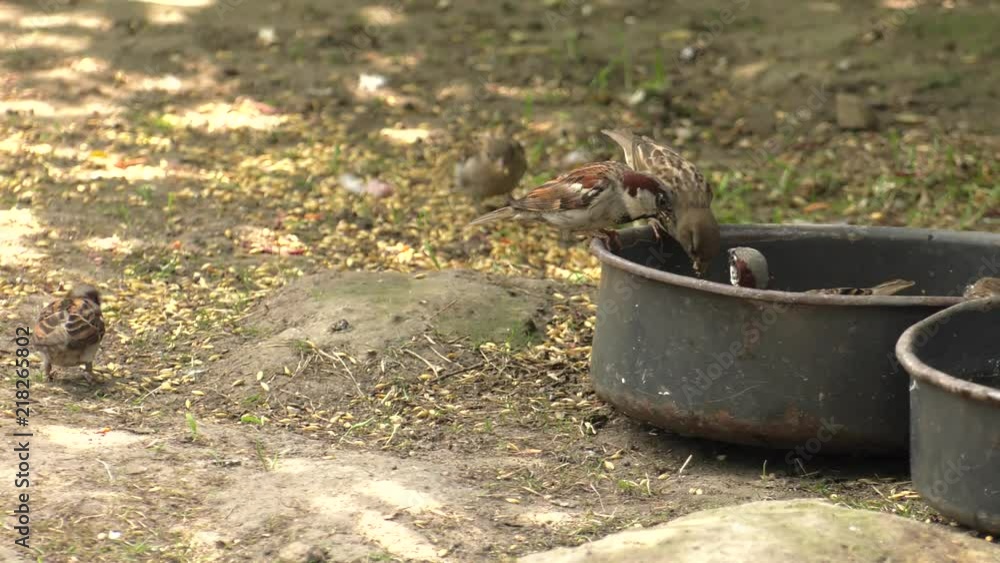 Small sparrows eating food from a bowl. ,Panning, Small sparrows eating food from a bowl. ,Panning,