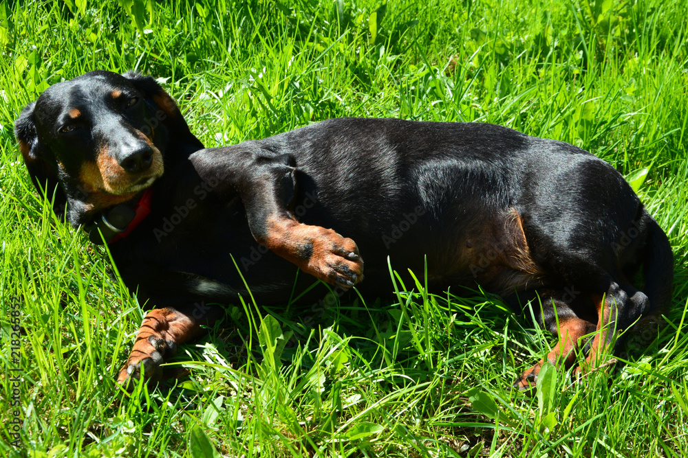 dachshund, spring, dog, pet, animal, rottweiler, puppy, cute, black, canine, brown, grass, nature, portrait, doberman, breed, mammal, dogs, purebred, pets, domestic, terrier, friend, small, background