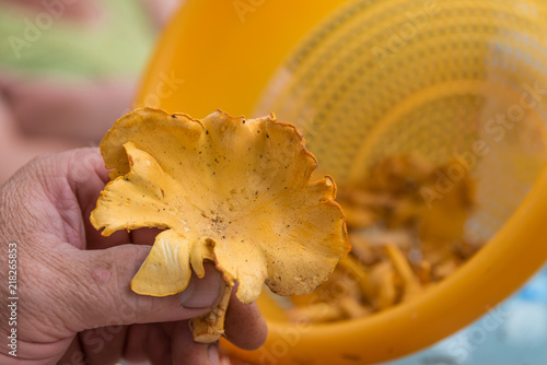 Hand with freshly harvested chanterelle - close-up photo