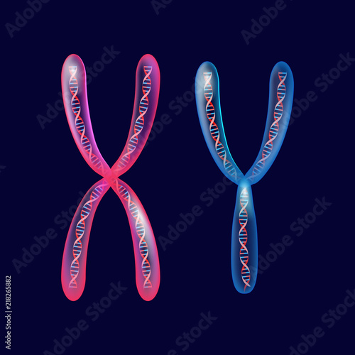  X and Y Chromosomes with dna.