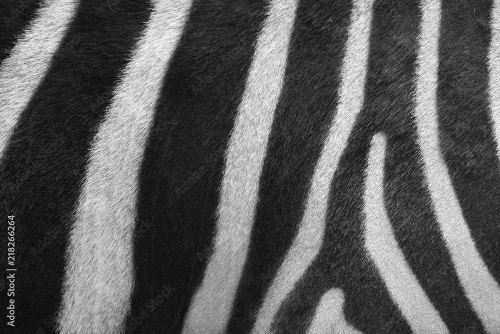 Zebra black and white stripe close up Zebra black and white stripe close up