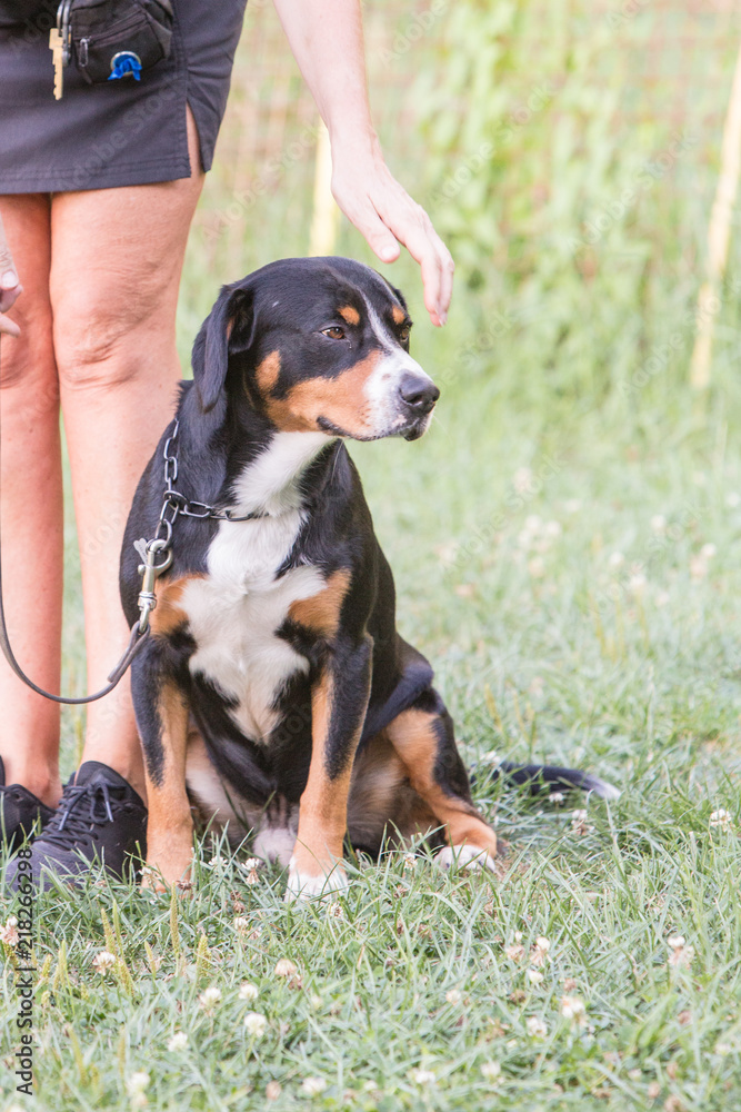 portrait of swiss mountain dog living in belgium portrait of swiss mountain dog living in belgium