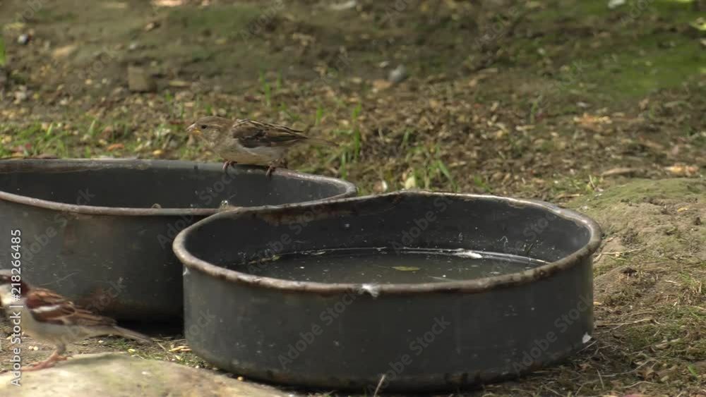 Small sparrows eating food from a bowl. ,Panning, Small sparrows eating food from a bowl. ,Panning,