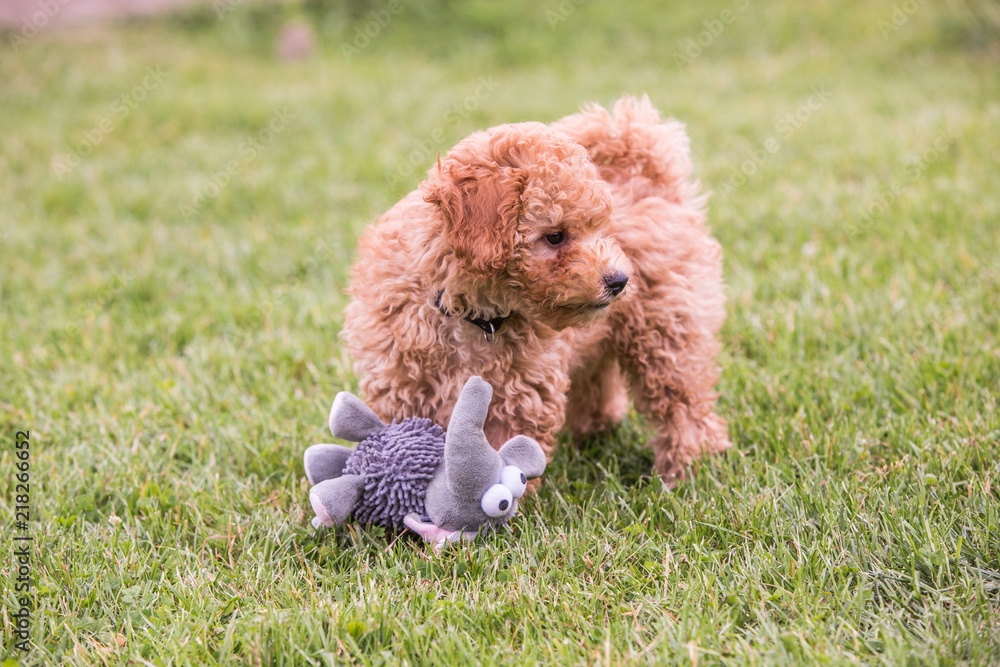 portrait of poodle dog living in belgium portrait of poodle dog living in belgium