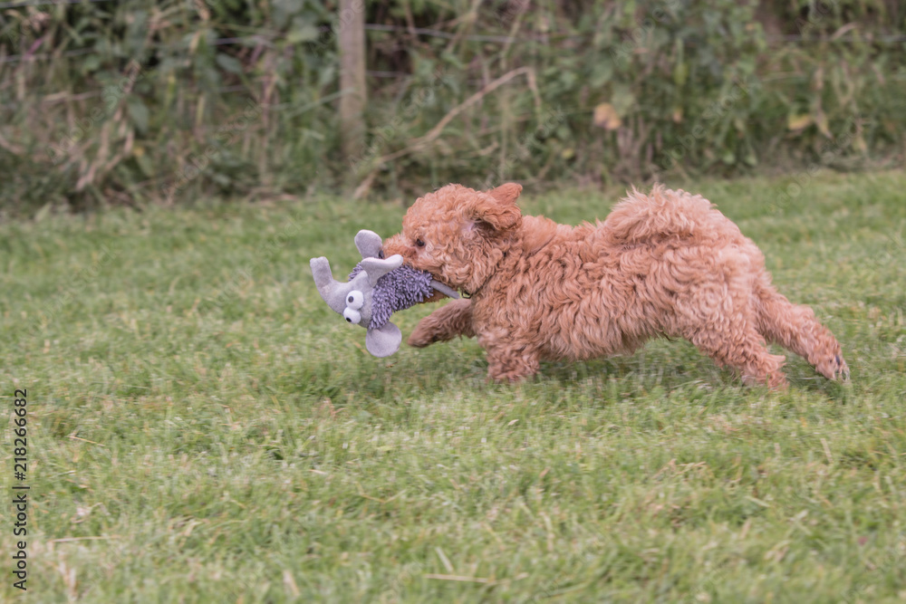 portrait of poodle dog living in belgium portrait of poodle dog living in belgium