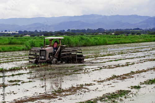 Rice planting