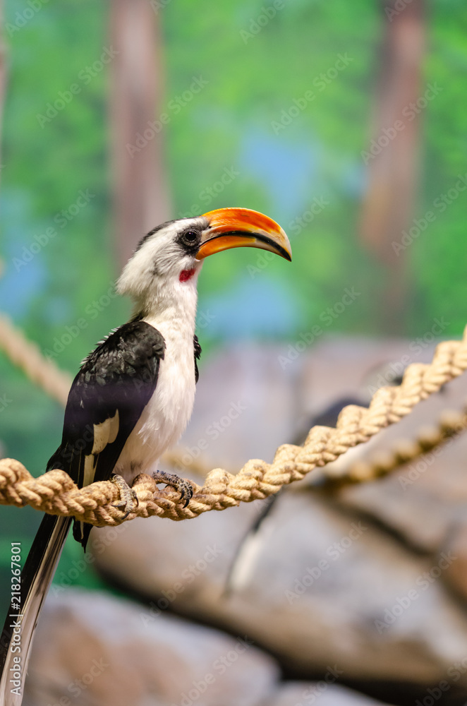 A Western Red-Billed Hornbill perched on a branch A Western Red-Billed Hornbill perched on a branch