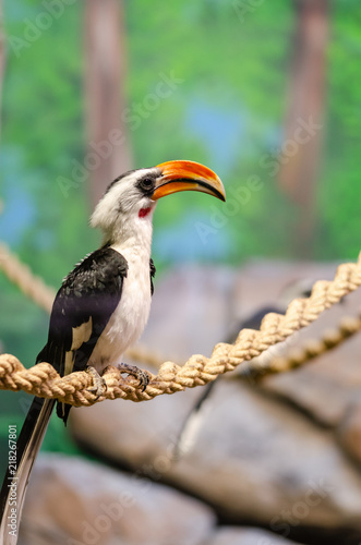 A Western Red-Billed Hornbill perched on a branch