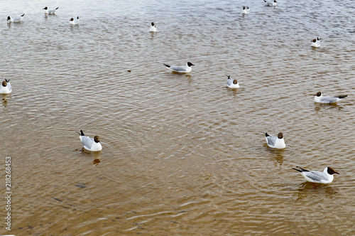 Many gulls of ducks of birds on the lake with yellow turbid water on the beach on the beach
