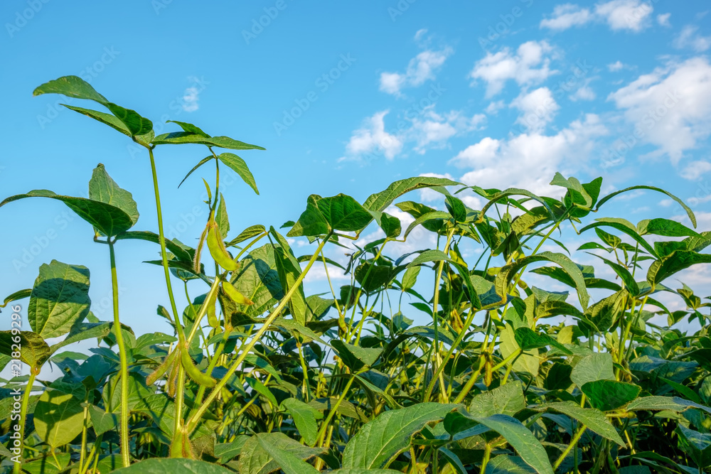 Stem of young growing soybeans against the blue sky. Closeup view. Stem of young growing soybeans against the blue sky. Closeup view.