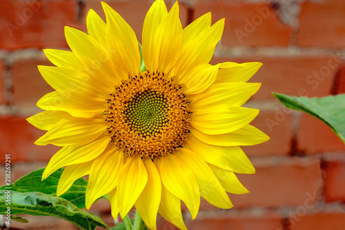 Sunflower on a background of wall of red brick