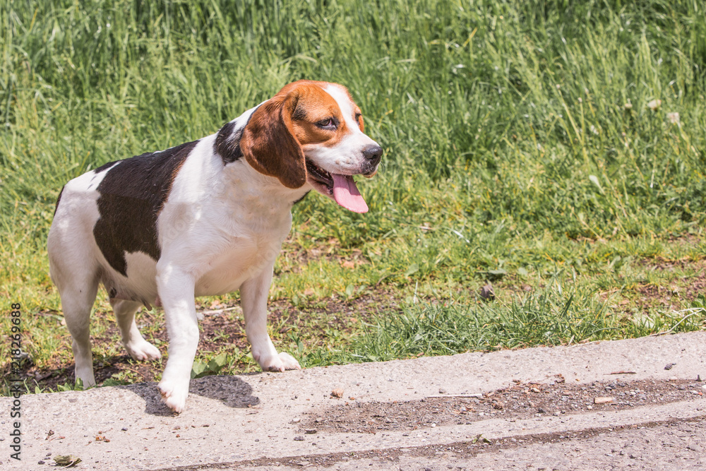 portrait of beagle dog living in belgium