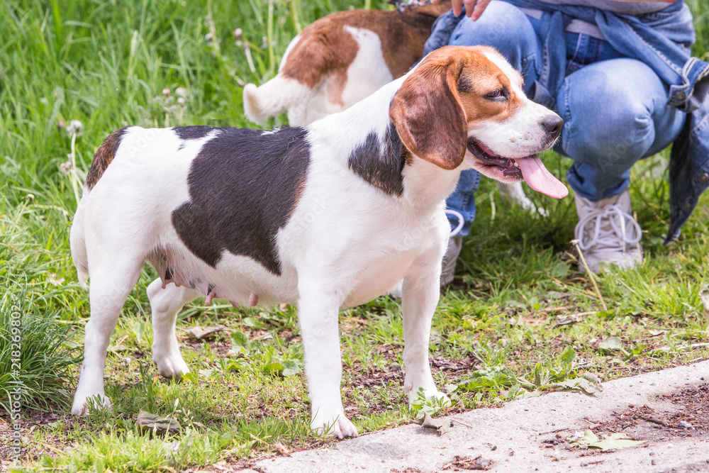 portrait of beagle dog living in belgium