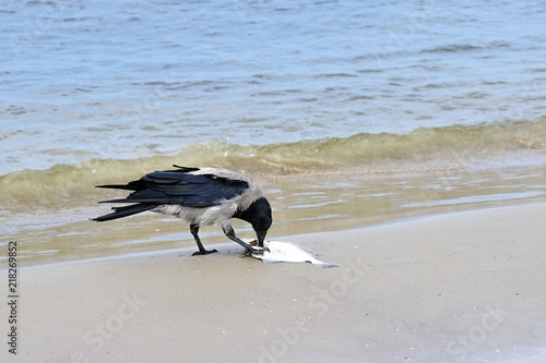 a gray crows on the seashore eat dead fish