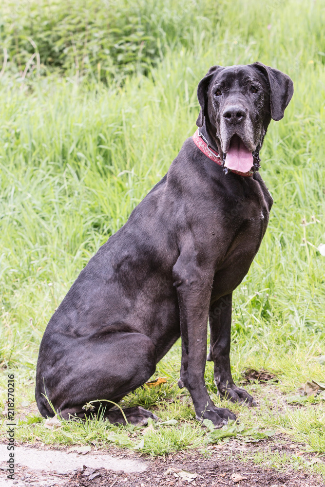 Portrait of german mastiff dog living in belgium Portrait of german mastiff dog living in belgium