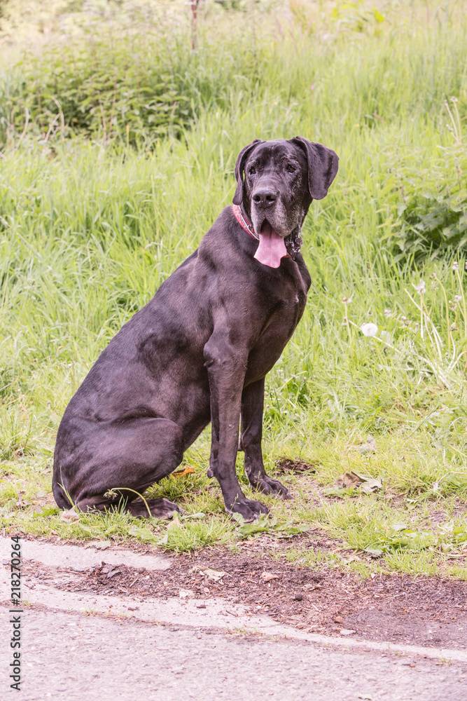 Portrait of german mastiff dog living in belgium Portrait of german mastiff dog living in belgium