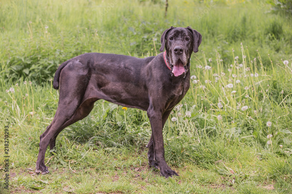 Portrait of german mastiff dog living in belgium Portrait of german mastiff dog living in belgium
