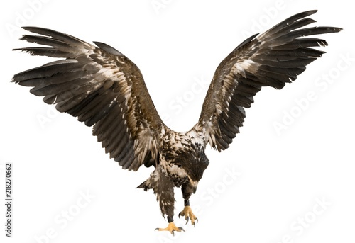 Eagle with spread wings isolated on white background