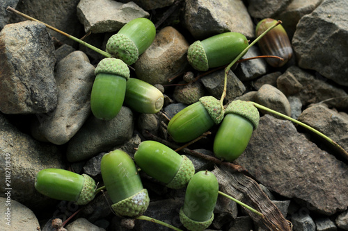 Green acorns on the stones.