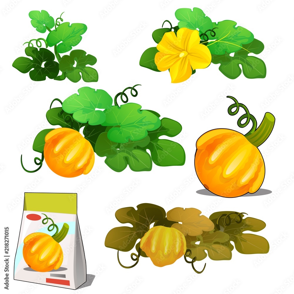 Set of stages of life of a agricultural plant orange patisson or bush  pumpkin isolated on white background. Paper packaging for storage of seeds.  Vector cartoon close-up illustration. Stock Vector | Adobe