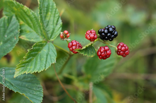 Branch with blackberries in the forest.