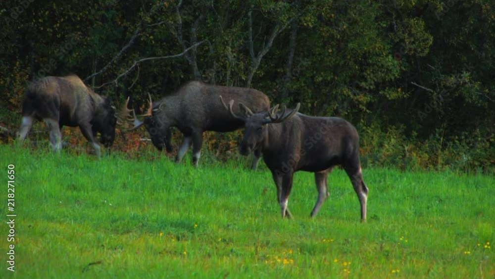 A group of young bull moose grazing in a field near the edge of the woods. One moose walks toward the camera. TRACKING SHOT. A group of young bull moose grazing in a field near the edge of the woods. One moose walks toward the camera. TRACKING SHOT.
