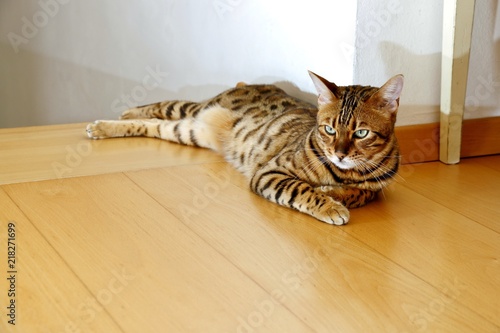 Bengal Katze zu Hause beim rasten, ruhen