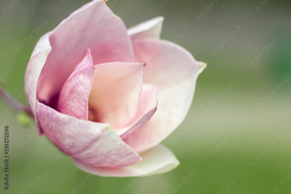 magnolia magnolia