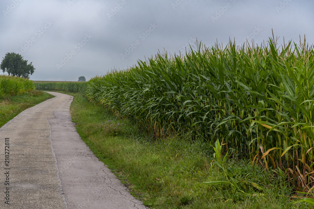 Country road through green corn fields