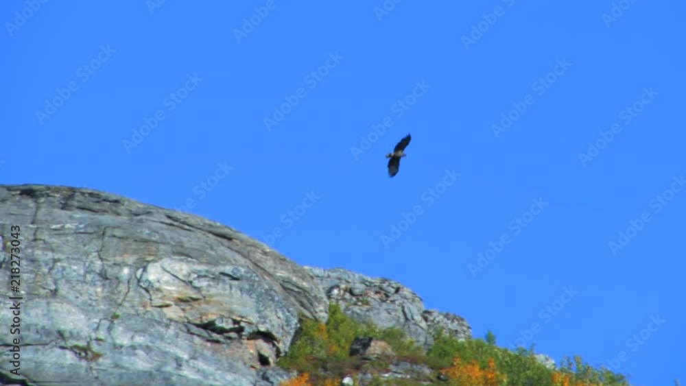 A large bird flying over a rocky hilltop against a clear, bright blue sky. WIDE ANGLE, TRACKING. A large bird flying over a rocky hilltop against a clear, bright blue sky. WIDE ANGLE, TRACKING.