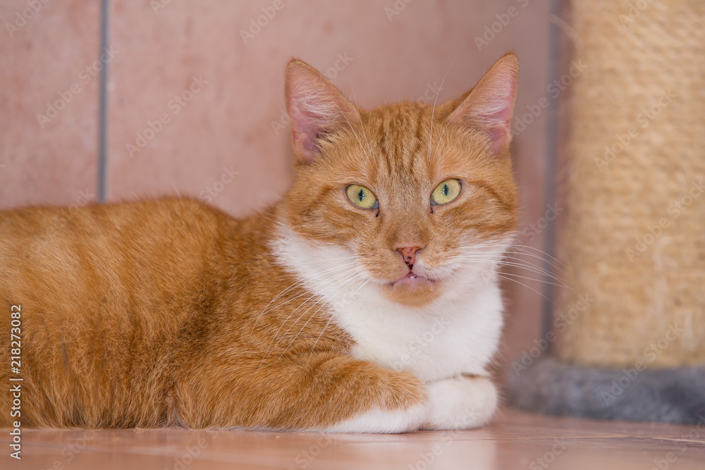 Portrait of european cat living in belgium