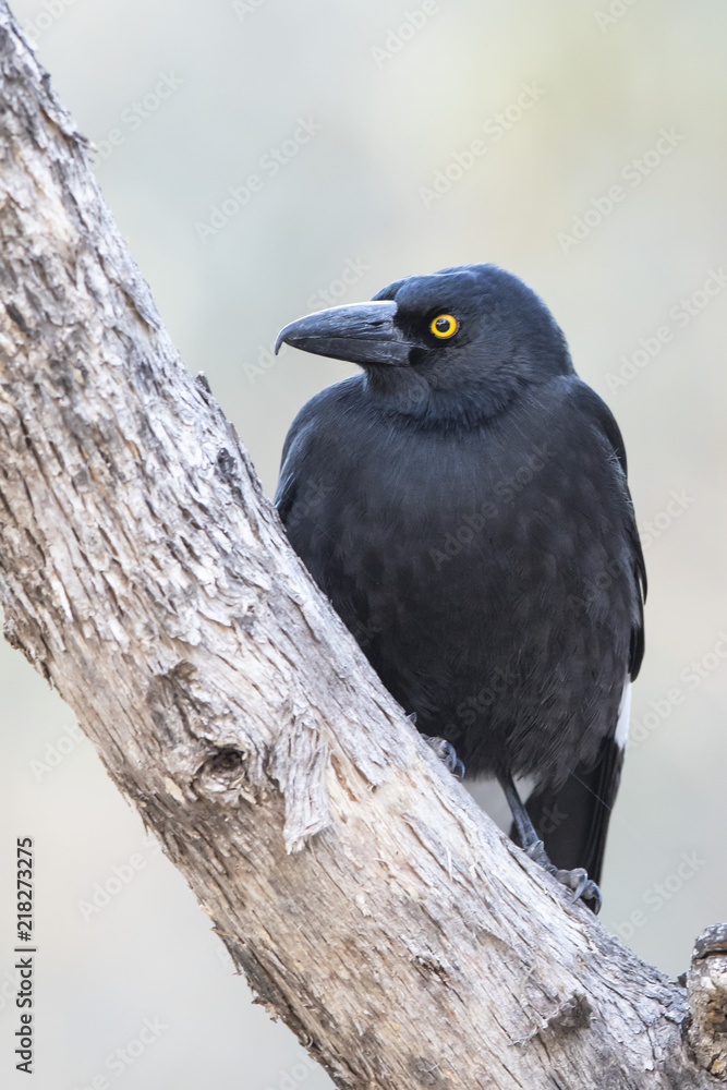 Fototapeta premium Pied Currawong (Strepera graculina) race 