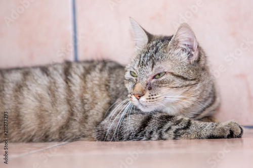 Portrait of european cat living in belgium