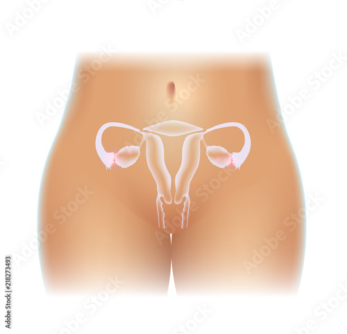 Female uterus and ovaries beautiful design