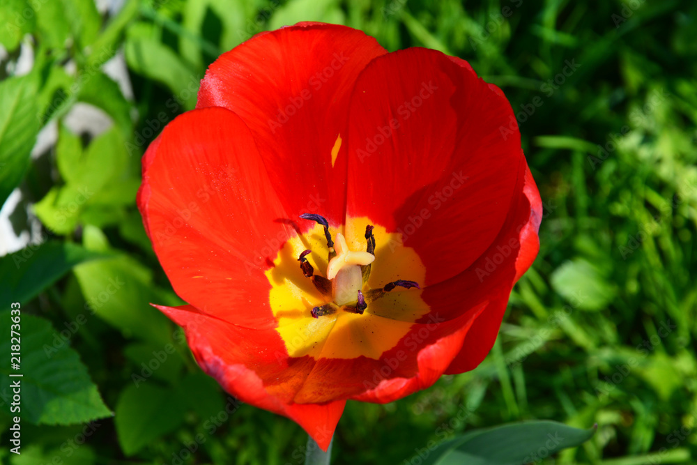 poppy, maquis, flower, red, tulip, nature, spring, flowers, green, poppy, yellow, tulips, garden, summer, plant, macro, flora, floral, blossom, beautiful, field, beauty, orange, poppies, bloom, petal poppy, maquis, flower, red, tulip, nature, spring, flowers, green, poppy, yellow, tulips, garden, summer, plant, macro, flora, floral, blossom, beautiful, field, beauty, orange, poppies, bloom, petal