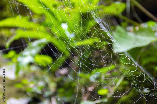spider web green silk