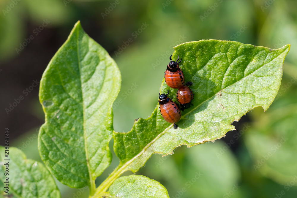 the red larva Colorado potato beetle devouring a luscious green leaf of the potato the red larva Colorado potato beetle devouring a luscious green leaf of the potato