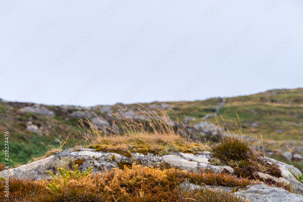 Pflanzen in Felsenlandschaft Plants in rocky landscape Pflanzen in Felsenlandschaft Plants in rocky landscape