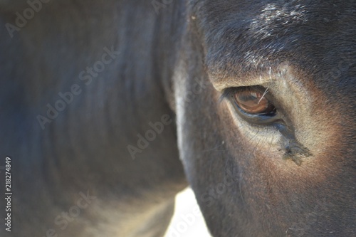 Closeup photograph. Shows a side view of the head of a donkey. 