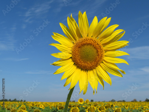 Blooming sunflower on blue sky background. Sunflowers field in sunny day  picturesque summer landscape  concept for cooking oil production