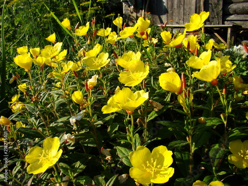 Oenothera pilosella flowers