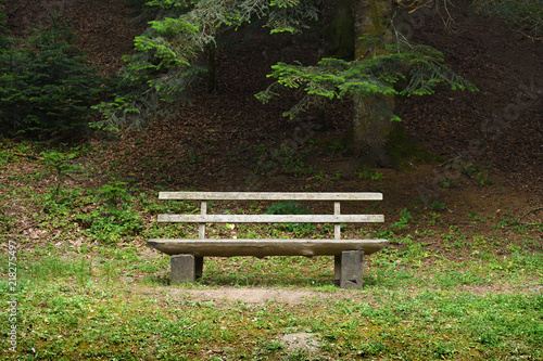 Wooden bench in forest