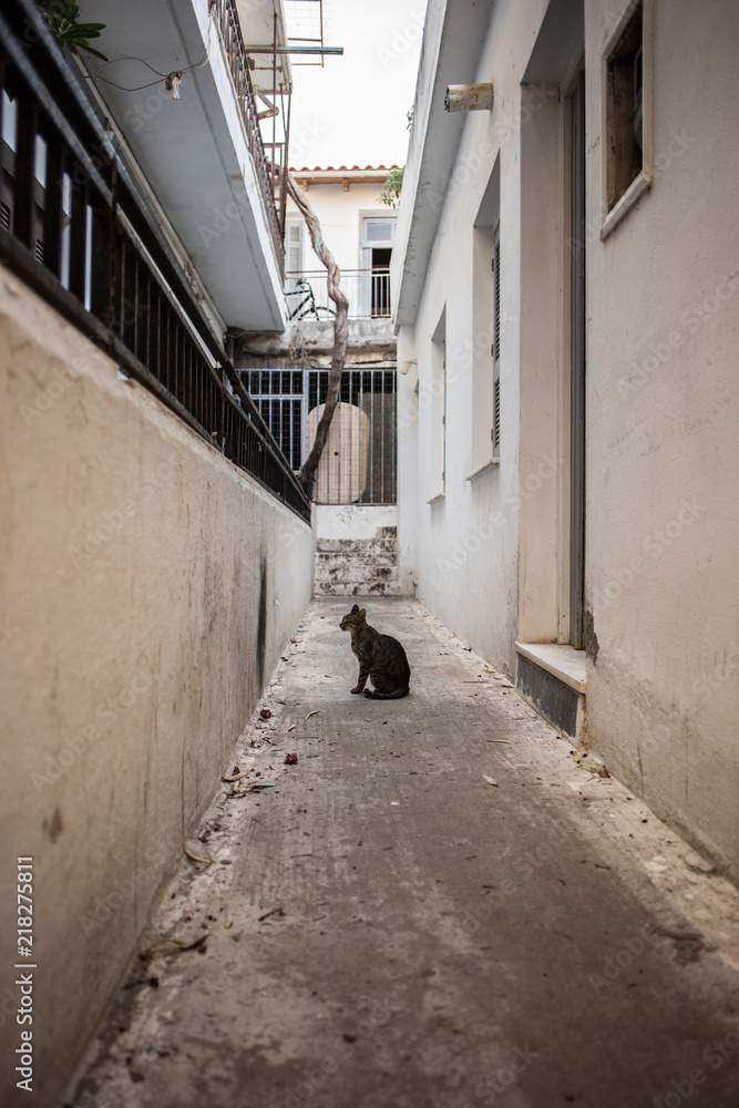 Cat is sitting at narrow street somewhere in Crete Island, Rethymno, Greece.