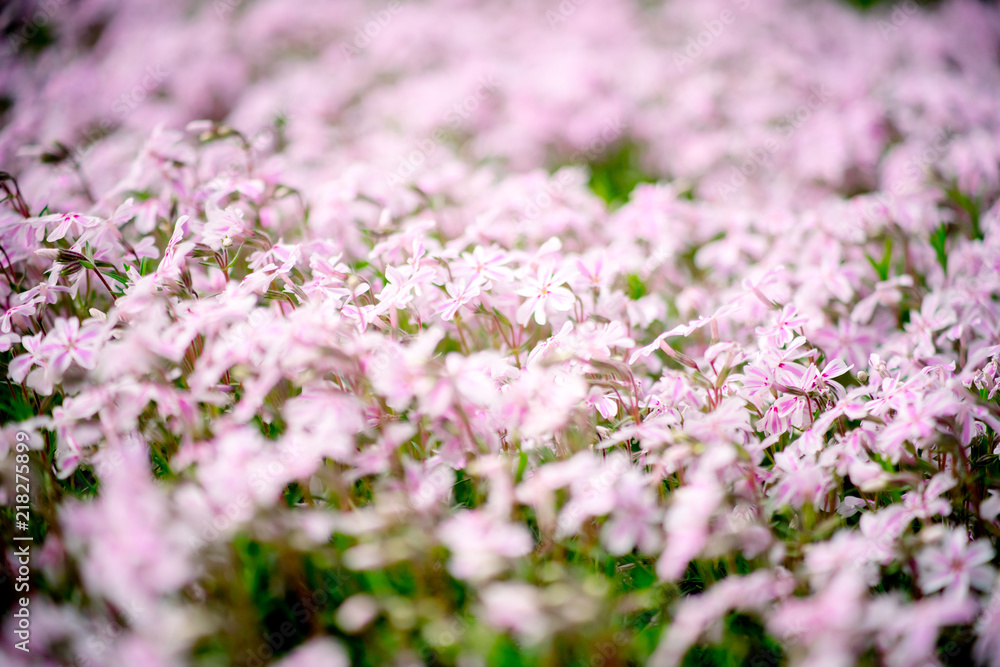 Flower Flower