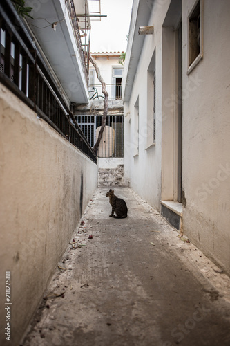 Cat is sitting at narrow street somewhere in Crete Island, Rethymno, Greece.