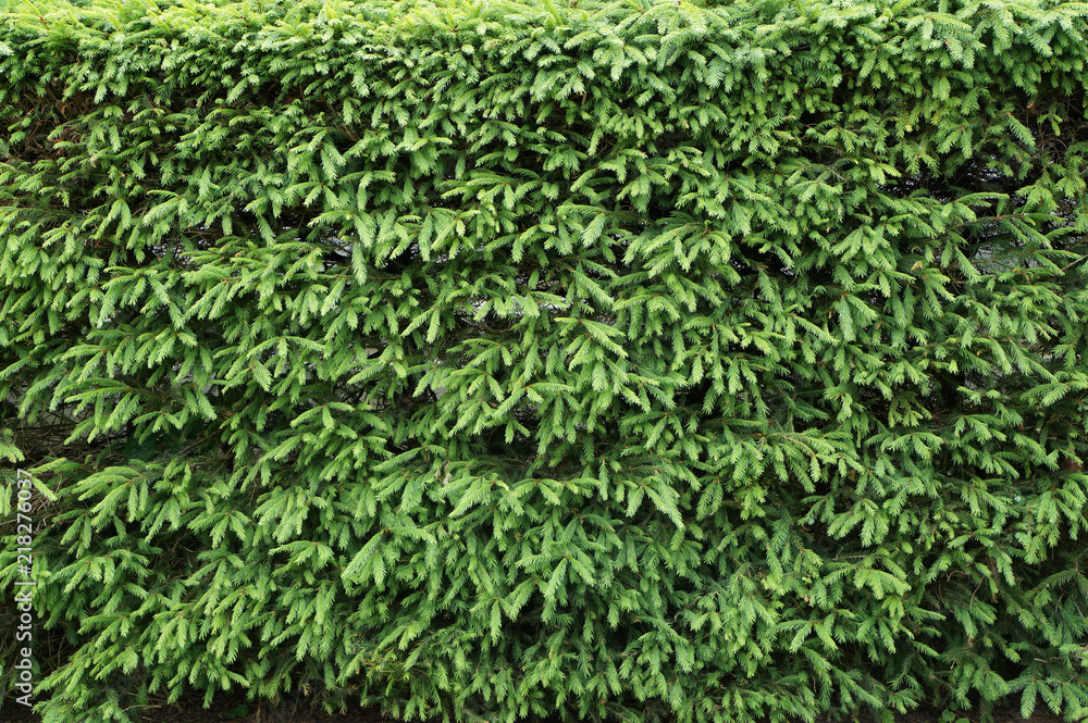 Hedge of fir trees. Hedge of fir trees.