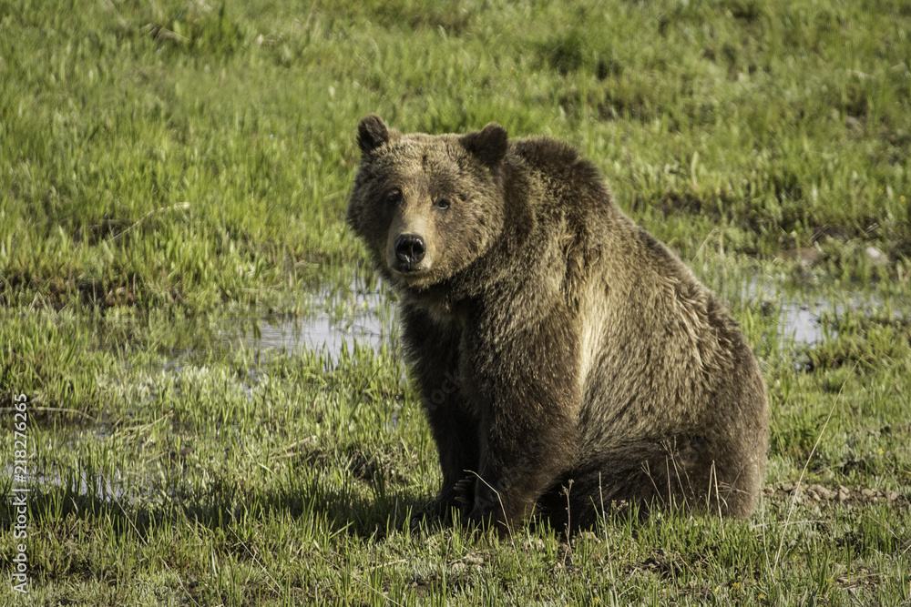 Grizzly Bear Sow